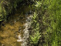 NL, Noord-Brabant, Baarle Nassau, Staakheuvelse Loop 2, Saxifraga-Jan van der Straaten