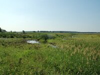 NL, Noord-Brabant, Goirle, Riels Laag 3, Saxifraga-Willem van Kruijsbergen
