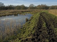NL, Noord-Brabant, Oirschot, Westelbeersche Broek 13, Saxifraga-Jan van der Straaten