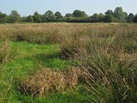 NL, Noord-Brabant, Sint-Oedenrode, Nijnsel, Dommelbeemden 6, Saxifraga-Henk Sierdsema