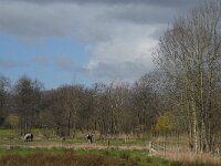 NL, Noord-Brabant, Valkenswaard, Schaftse Brug 3, Saxifraga-Marijke Verhagen