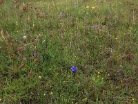 NL, Drenthe, Aa en Hunze, Eexterveld 23, Saxifraga-Hans Boll
