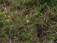 NL, Drenthe, Aa en Hunze, Eexterveld 45, Saxifraga-Hans Boll