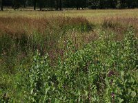 NL, Drenthe, Aa en Hunze, Oudemolen  28, Saxifraga-Hans Boll