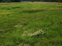 NL, Drenthe, Aa en Hunze, Oudemolen 3, Saxifraga-Hans Boll