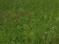 NL, Drenthe, Aa en Hunze, Oudemolen 47, Saxifraga-Hans Boll