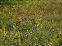 NL, Drenthe, Aa en Hunze, Westerlanden 4, Saxifraga-Hans Boll