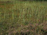 NL, Drenthe, Aa en Hunze, Westerlanden 50, Saxifraga-Hans Boll