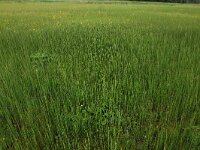 NL, Drenthe, Assen, Deurzerdiep 61, Saxifraga-Hans Boll