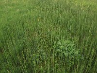 NL, Drenthe, Assen, Deurzerdiep 63, Saxifraga-Hans Boll