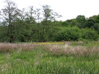 NL, Drenthe, Assen, Deurzerdiep 82, Saxifraga-Hans Boll