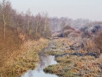 NL, Drenthe, Coevorden, Dalerpeel 2, Saxifraga-Hans Dekker