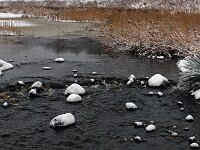 NL, Drenthe, Hoogeveen, Olde Kene 6, Saxifraga-Hans Dekkers