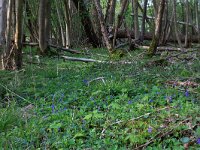 NL, Drenthe, Noordenveld, Maatlanden 18, Saxifraga-Hans Boll