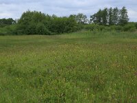 NL, Drenthe, Tynaarlo, Ossenbroeken 5, Saxifraga-Hans Boll