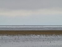 NL, Friesland, Noardeast-Fryslan, 't Skoar (Het Schoor) bij Ternaard 5, Saxifraga-Tom Heijnen