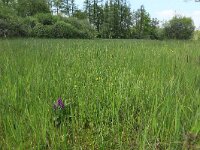 NL, Gelderland, Berg en Dal, De Bruuk 112, Saxifraga-Hans Boll