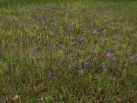NL, Gelderland, Berg en Dal, De Bruuk 96, Saxifraga-Hans Boll