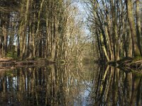 NL, Gelderland, Ermelo, Landgoed Leuvenumsebos 3, Saxifraga-Jan Nijendijk