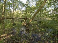 NL, Groningen, Hoogezand-Sappemeer, Westerbroek 10, Saxifraga-Jaap Schelvis : Westerbroek