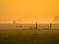 Raptor is overlooking fields  Raptor is overlooking fields during spectacular orange sunset : Netherlands, Noordenveld, atmosphere, autumn, bird, bird of prey, boom, creative nature, crow, dageraad, dawn, dusk, dutch, fence, field, fog, gans, gate, geel, goose, gras, grass, groningen, haze, hek, hekwerk, hemel, herfst, holland, hoogtezon, kraai, landelijk, landscape, leek, leekstermeer, lente, licht, light, matsloot, mist, natura 2000, natural, nature, natuur, natuurlijk, nederland, nederlands, nevel, omheining, orange, oranje, raptor, roofvogel, rudmer zwerver, rural, sandebuur, scene, schemering, sfeer, sky, spectaculair, spectacular, spring, summer, sun, sunbeam, sunlight, sunray, sunrise, sunset, sunshine, tree, veld, vogel, yellow, zomer, zon, zonlicht, zonneschijn, zonnestraal, zonsondergang, zonsopgang