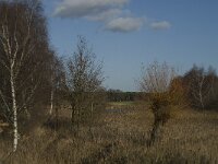 NL, Noord-Brabant, Bergeijk, Liskes Visvijver 7, Saxifraga-Marijke Verhagen