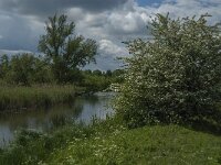 NL, Noord-Brabant, Drimmelen, Noorderplaat 23, Saxifraga-Jan van der Straaten