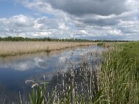 NL, Noord-Brabant, Drimmelen, Noorderplaat 50, Saxifraga-Willem van Kruijsbergen