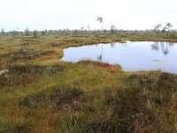 EST, Harjumaa, Kuusalu, Lahemaa rahvuspark 272, Saxifraga-Hans Boll