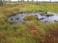 EST, Harjumaa, Kuusalu, Lahemaa rahvuspark 278, Saxifraga-Hans Boll