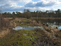 NL, Noord-Brabant, Boxtel, Melaniedreef 1, Saxifraga-Jan van der Straaten
