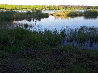 NL, Noord-Brabant, Eersel, Grootmeer 5, Saxifraga-Tom Heijnen
