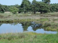 NL, Noord-Brabant, Goirle, Regte Heide, mere 5, Saxifraga-Willem van Kruijsbergen