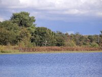 NL, Noord-Brabant, Oirschot, Keijenhurk in Landschotse Heide 10, Saxifraga-Tom Heijnen