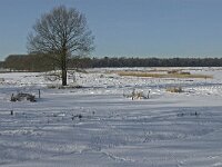 NL, Noord-Brabant, Oirschot, Winkelsven 17, Saxifraga-Jan van der Straaten