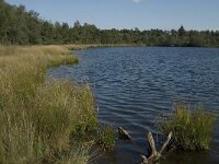 NL, Noord-Brabant, Reusel-De Mierden, De Flaes 3, Saxifraga-Jan van der Straaten