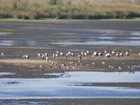 NL, Noord-Brabant, Reusel-De Mierden, De Flaes from Flaestoren 2, Saxifraga-Tom Heijnen