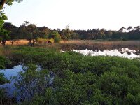 NL, Noord-Brabant, Valkenswaard, De Malpie 17, Saxifraga-Tom Heijnen