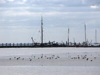 NL, Friesland, Schiermonnikoog Oude Veerdam 1, Saxifraga-Foto Fitis-Sytske Dijksen