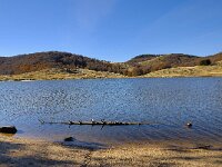 F, Gard, Valleraugue, Esperou, Lac des Pises 2, Saxifraga Elisabeth Raboin