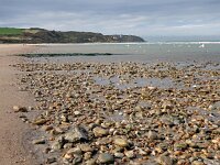 F, Pas-de-Calais, Wissant 6, Saxifraga-Hans Dekker