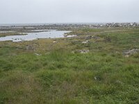 N, Nordland, Andoy, Noss 8, Saxifraga-Willem van Kruijsbergen