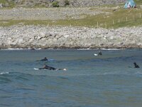 N, Nordland, Vestvagoy, Unstad 8, Saxifraga-Willem van Kruijsbergen