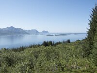 N, Troms, Senja, Skaland 6, Saxifraga-Willem van Kruijsbergen