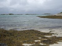 N, Troms, Tromso, Sommaroy 29, Saxifraga-Willem van Kruijsbergen