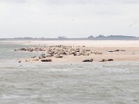 NL, Noord-Holland, Texel 45, Saxifraga-Bart Vastenhouw