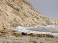NL, Noord-Holland, Texel, Paal 9 58, Saxifraga-Foto Fitis-Sytske Dijksen