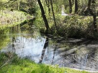 NL, Friesland, Ooststellingwerf, Ravenswoud 1, Saxifraga-Foto Fitis-Sytske Dijksen