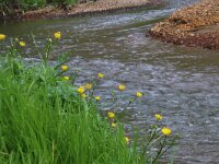 NL, Limburg, Bergen, Geldern Nierskanaal 3, Saxifraga-Foto Fitis-Sytske Dijksen