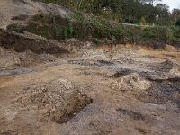 NL, Noord-Holland, Texel, Doolhof 3, Saxifraga-Foto Fitis-Sytske Dijksen